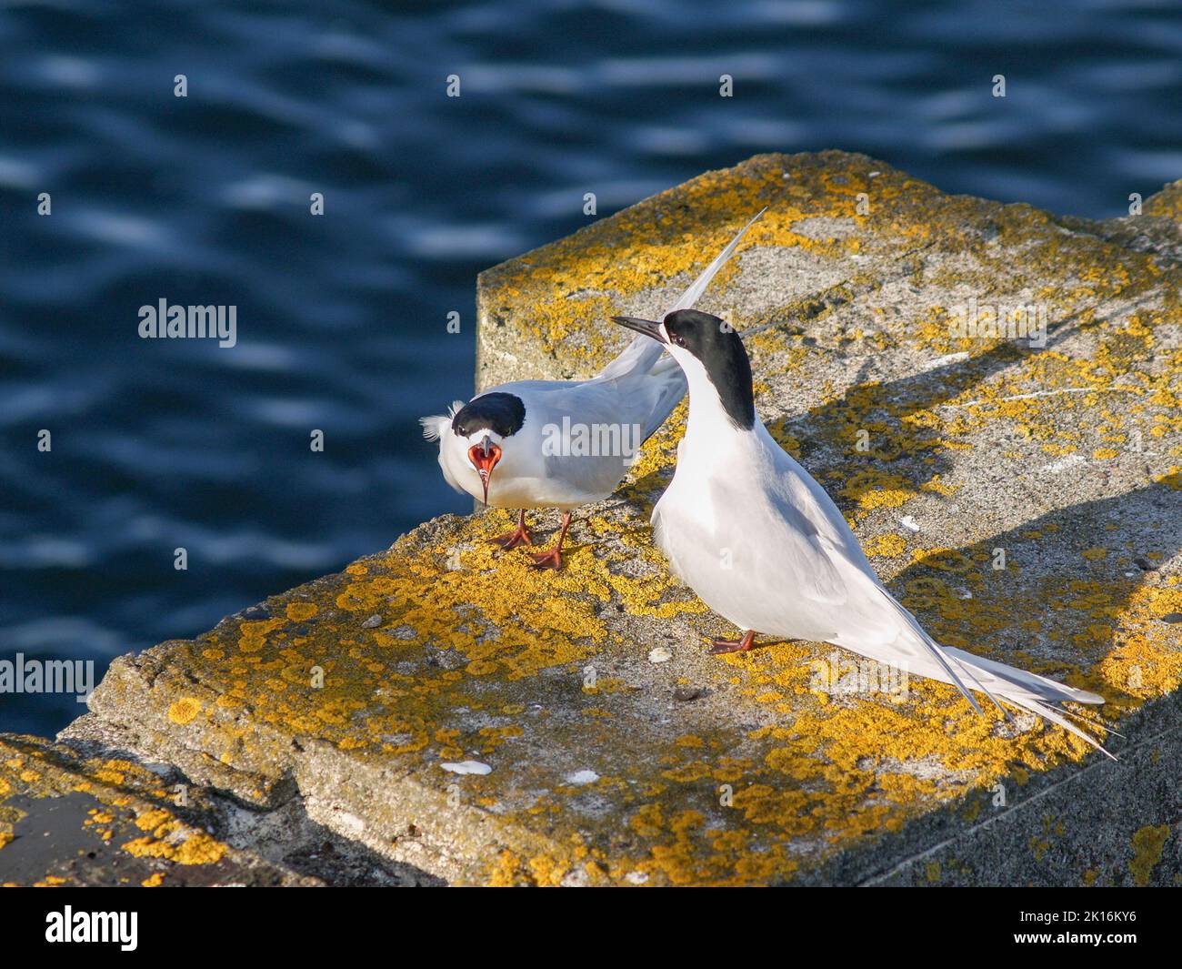 Paire de sternes à front blanc avec un bec intérieur rouge vif reposant sur de vieilles piles de quai à Tauranga. Banque D'Images