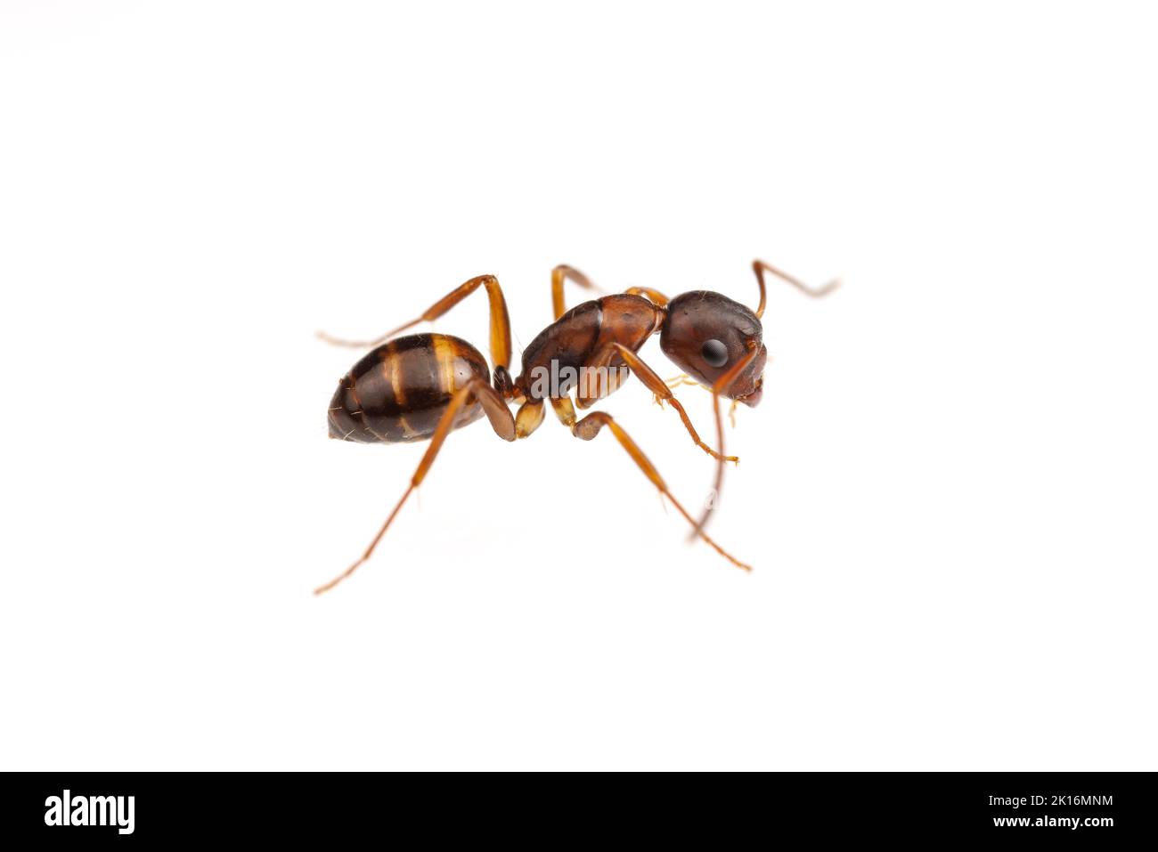 Carpenter Ant (Camponotus subarbatus) isolé sur fond blanc. Banque D'Images