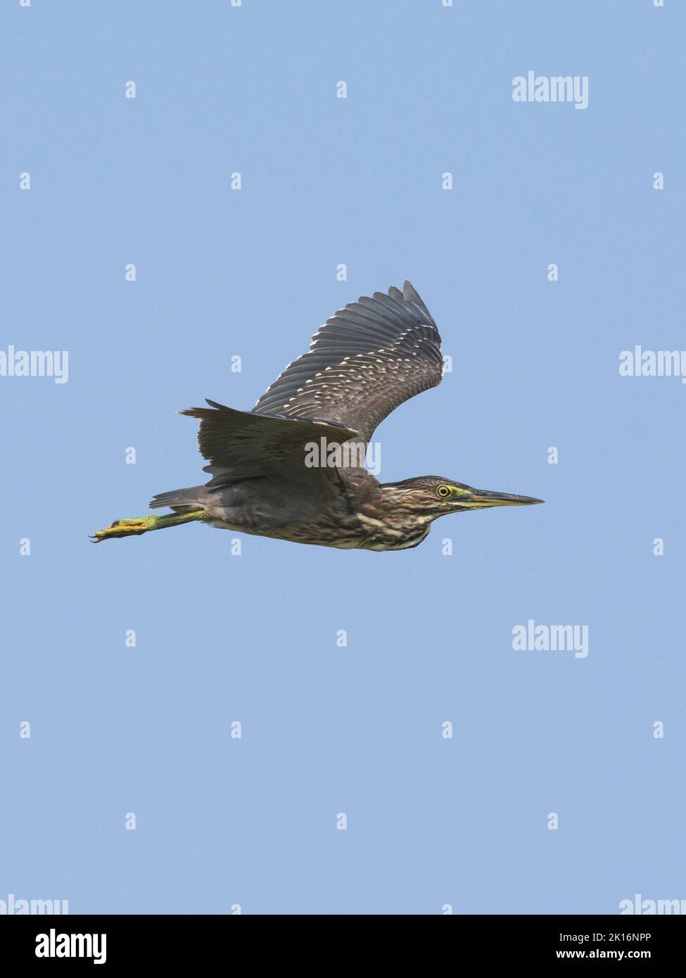 Héron strié (Butorides striata) à Kutch, Gujarat, Inde Banque D'Images