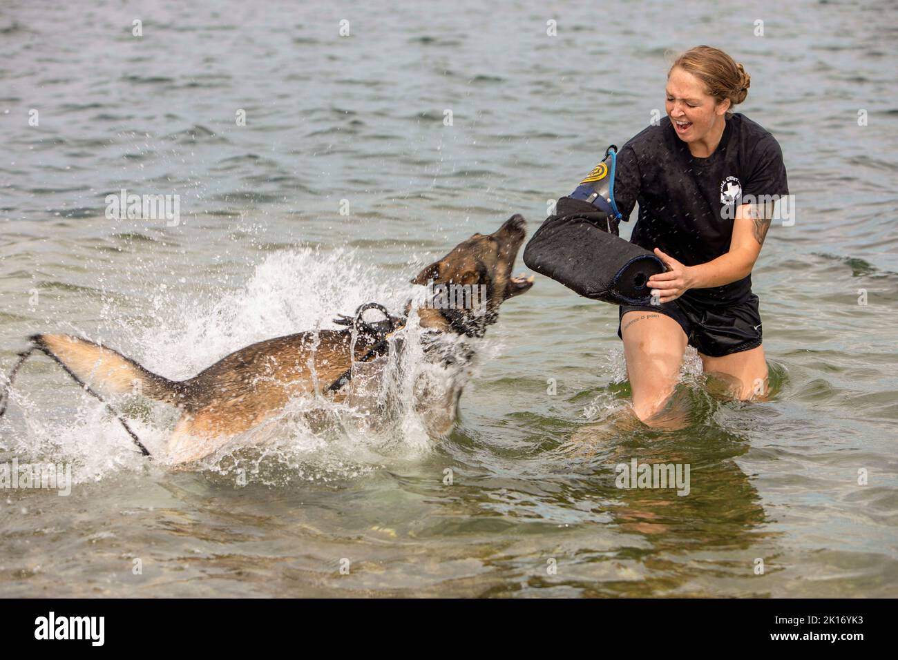 Iwakuni, Yamaguchi, Japon. 8th septembre 2022. Un chien de travail militaire du corps des Marines des États-Unis affecté à la station aérienne du corps des Marines, le bureau du grand prévôt d'Iwakuni, participe à une formation d'agression de l'eau au MCAS Iwakuni, au Japon, à Septembert. 8, 2022. K9 l'entraînement à l'agression de l'eau est conçu pour renforcer la confiance des chiens dans l'eau. LE port DE MCAS Iwakuni a permis à K9 équipes d'affiner la formation, les commandes et les réactions d'obéissance lorsqu'elles sont posées avec une menace potentielle dans un environnement atypique. Crédit : U.S. Marines/ZUMA Press Wire Service/ZUMAPRESS.com/Alamy Live News Banque D'Images