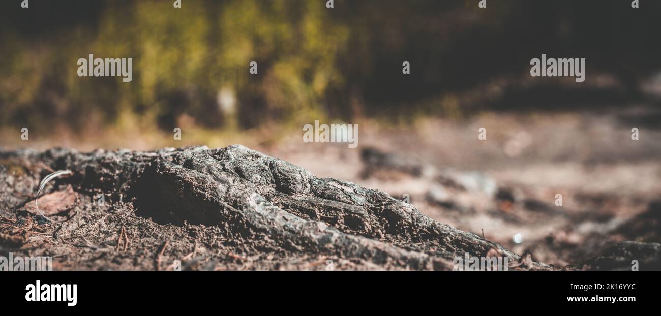 Gros plan des racines de pin en forêt. Faible point de vue dans les paysages naturels avec un arrière-plan flou fort. Environnement écologique Banque D'Images