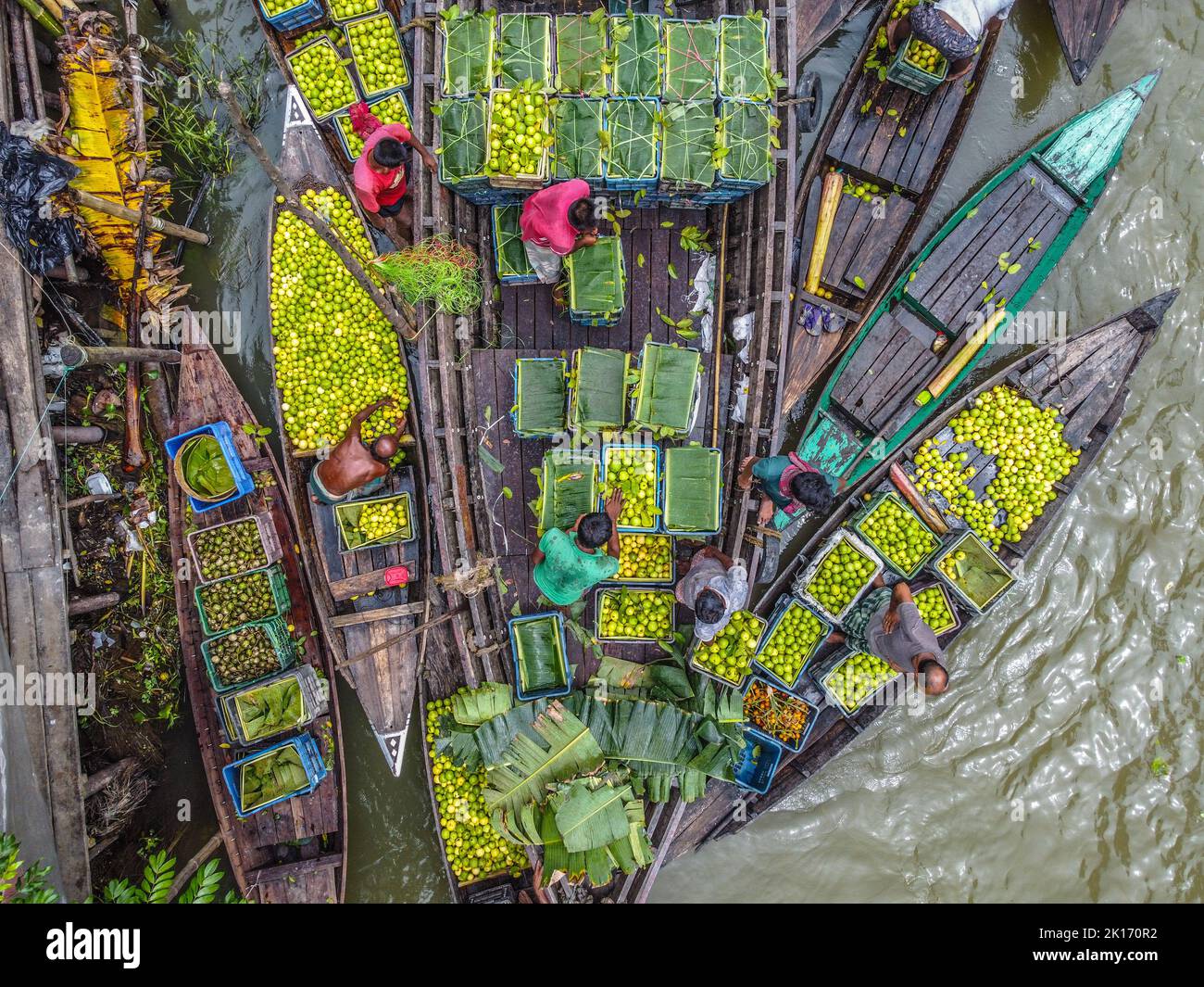 Barishal, Bangladesh. 16th septembre 2022. Parmi les choses les plus fascinantes de la région sud du Bangladesh se trouve le magnifique marché flottant de Guava de Swarupkathi de Pirojpur dans la division Barishal. La goyave a été un succès culinaire avec la localité et sa renommée s'est progressivement répandue à travers le pays. Aujourd'hui, la goyave est cultivée dans cinq unions de Swarupkathi sur 640 hectares de terres. Depuis plus de 100 ans, les agriculteurs locaux connaissent les hauts et les bas de la vie ainsi que le reflux et le débit de la rivière. De nombreux agriculteurs et grossistes se rassemblent ici chaque jour. Banque D'Images