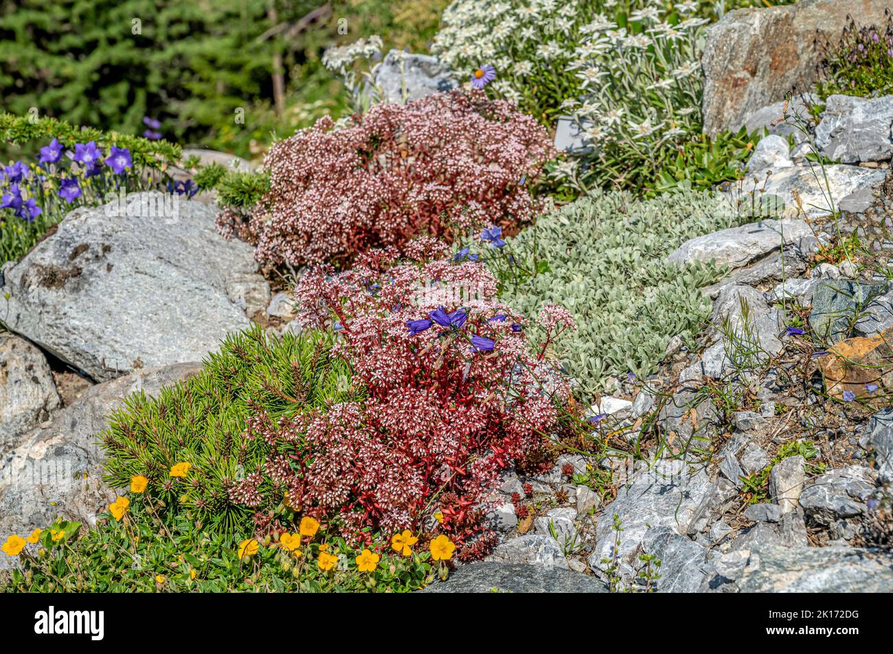 Jardin de rochers avec fleurs alpines dans le jardin botanique alpin 'Alpinum' sur le Schatzalp près de Davos, Grisons, Suisse Banque D'Images