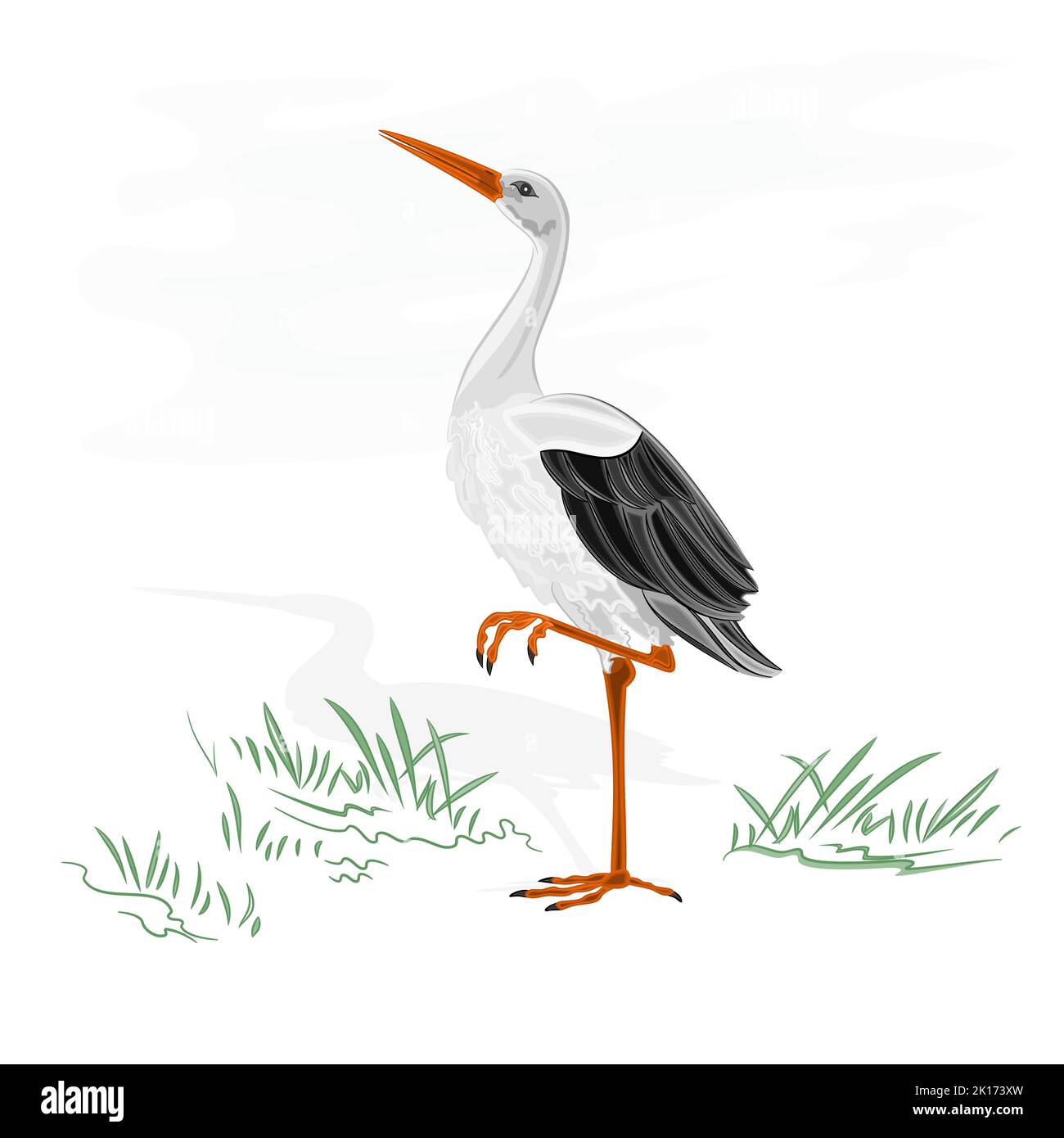 Illustration vectorielle d'oiseau d'eau sauvage blanc Stork Illustration de Vecteur