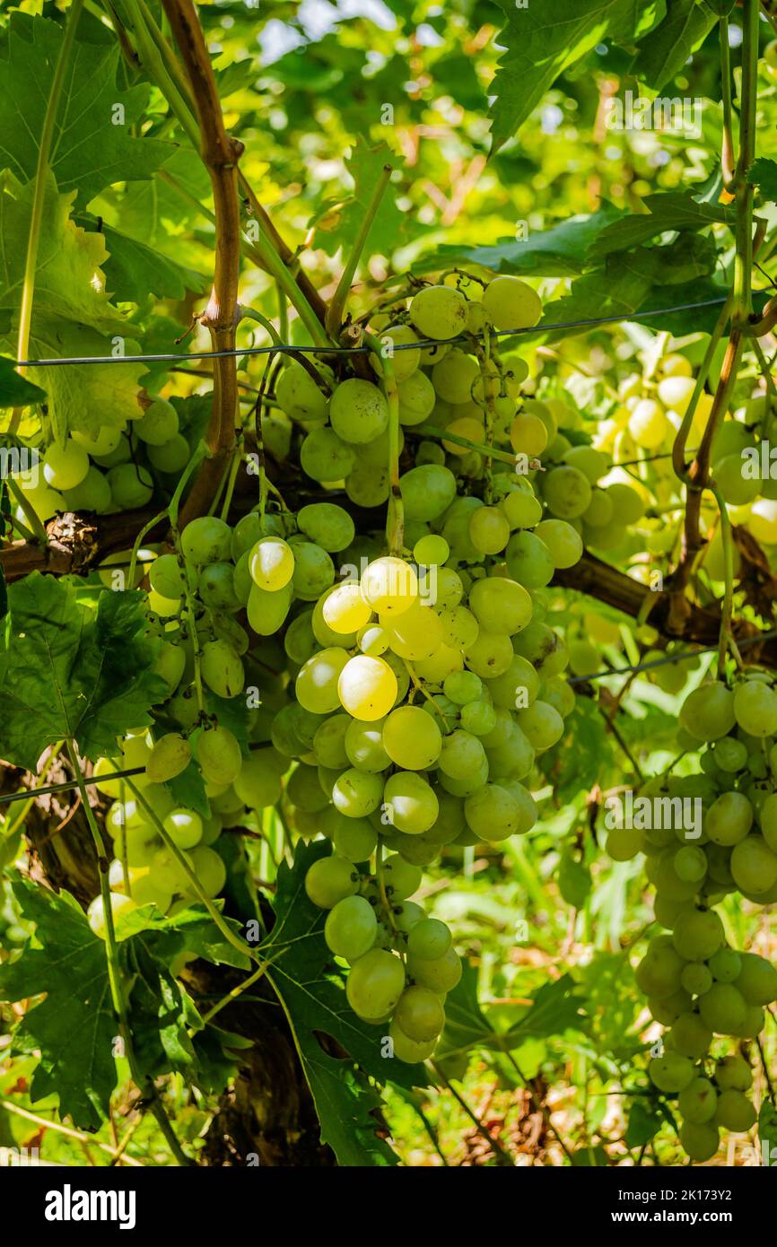 Lapins de vignes, variétés, Muscat Italie. Lapins sur la vigne de la variété de table blanche Muscat Italie. Banque D'Images