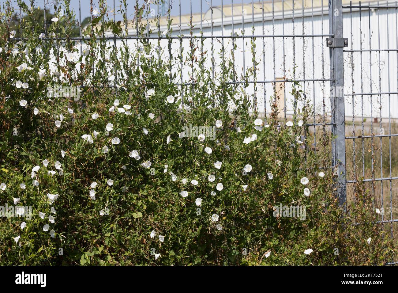 Acker-Winde, Ackerwande, Convolvulus arvensis, Field Bindweed, le Liseron des champs Banque D'Images