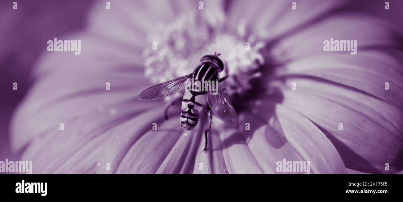 Syrphide Fly ( Hoverfly) de l'espèce Helphilius pendulus se forant au centre d'une tête de fleur, Banque D'Images
