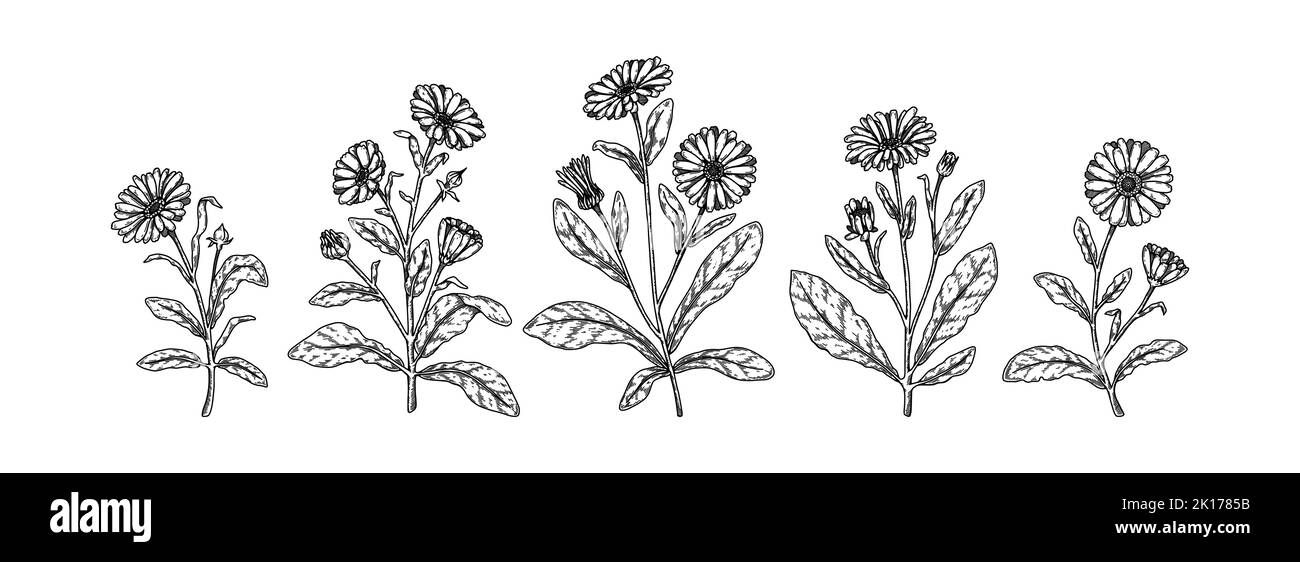 Ensemble de fleurs de calendula dessinées à la main. Illustration vectorielle dans le stile d'esquisse. Éléments de conception botanique réalistes et détaillés Illustration de Vecteur