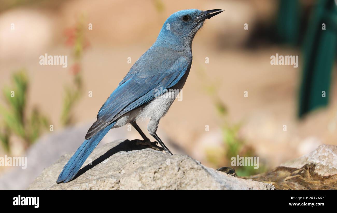 Jay mexicain sur un rocher, Arizona Banque D'Images