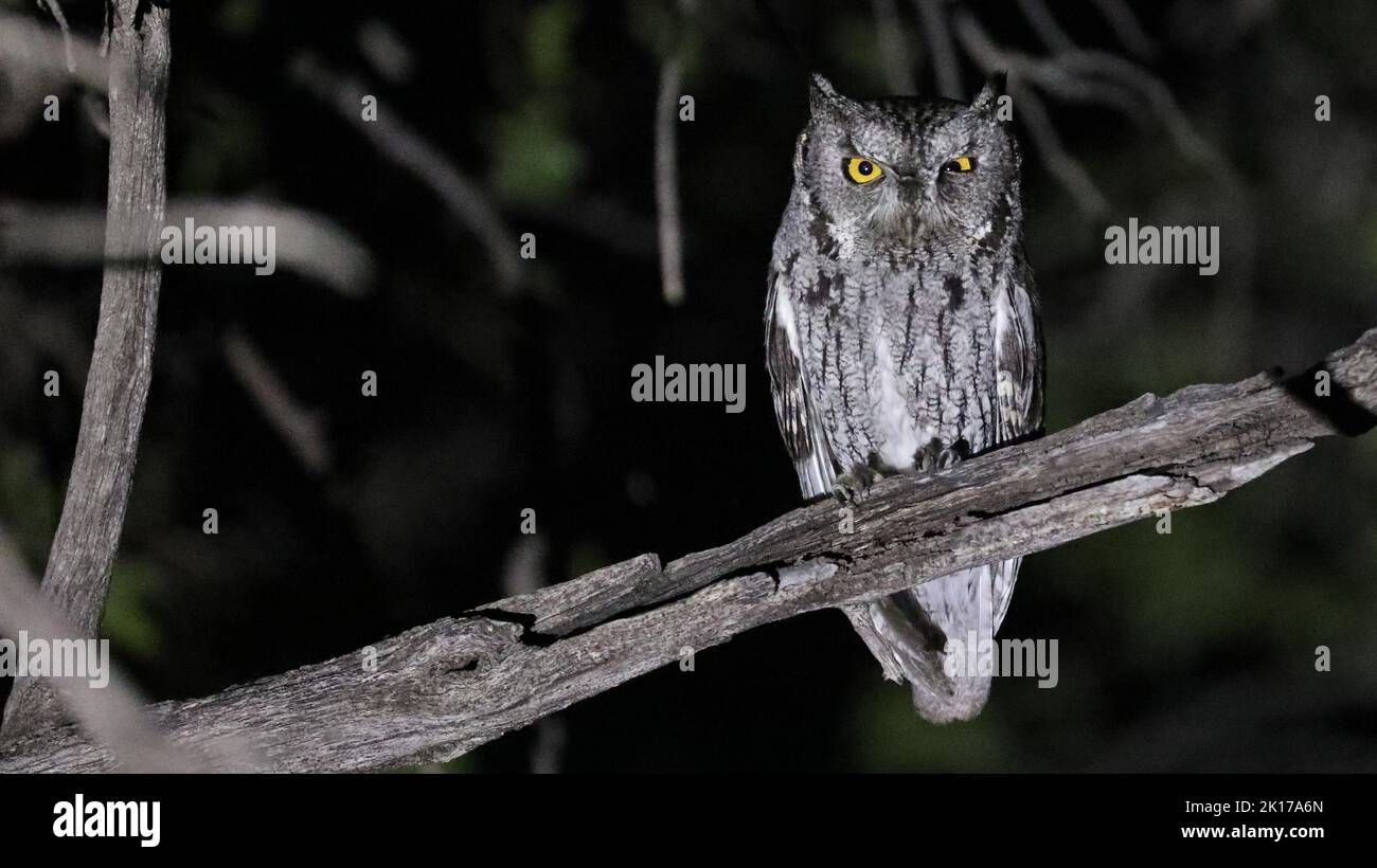 WESTERN hurler-hibou de nuit, Arizona Banque D'Images