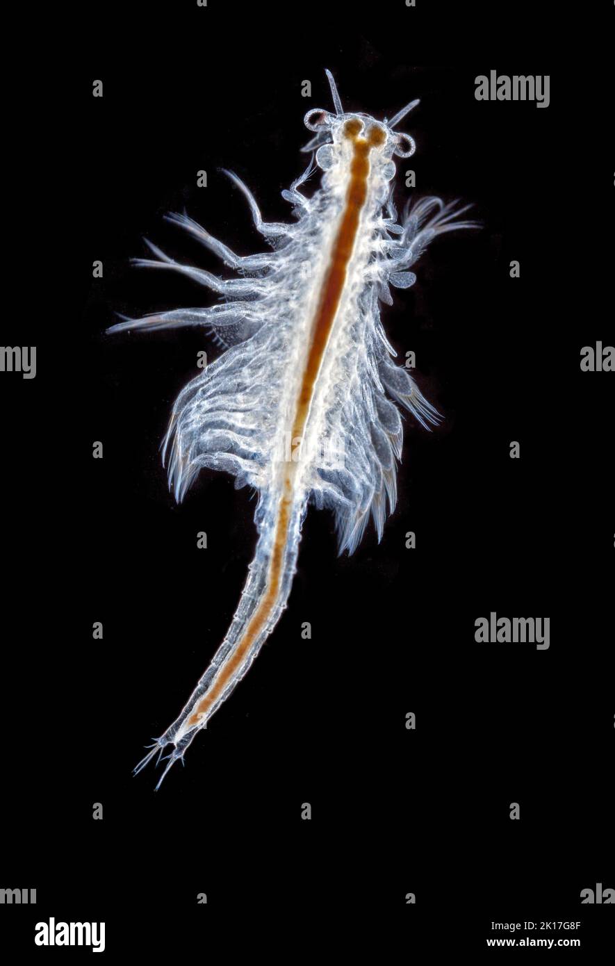 Artemia sp. Crevette saumure, photomicrographe à fond noir Banque D'Images