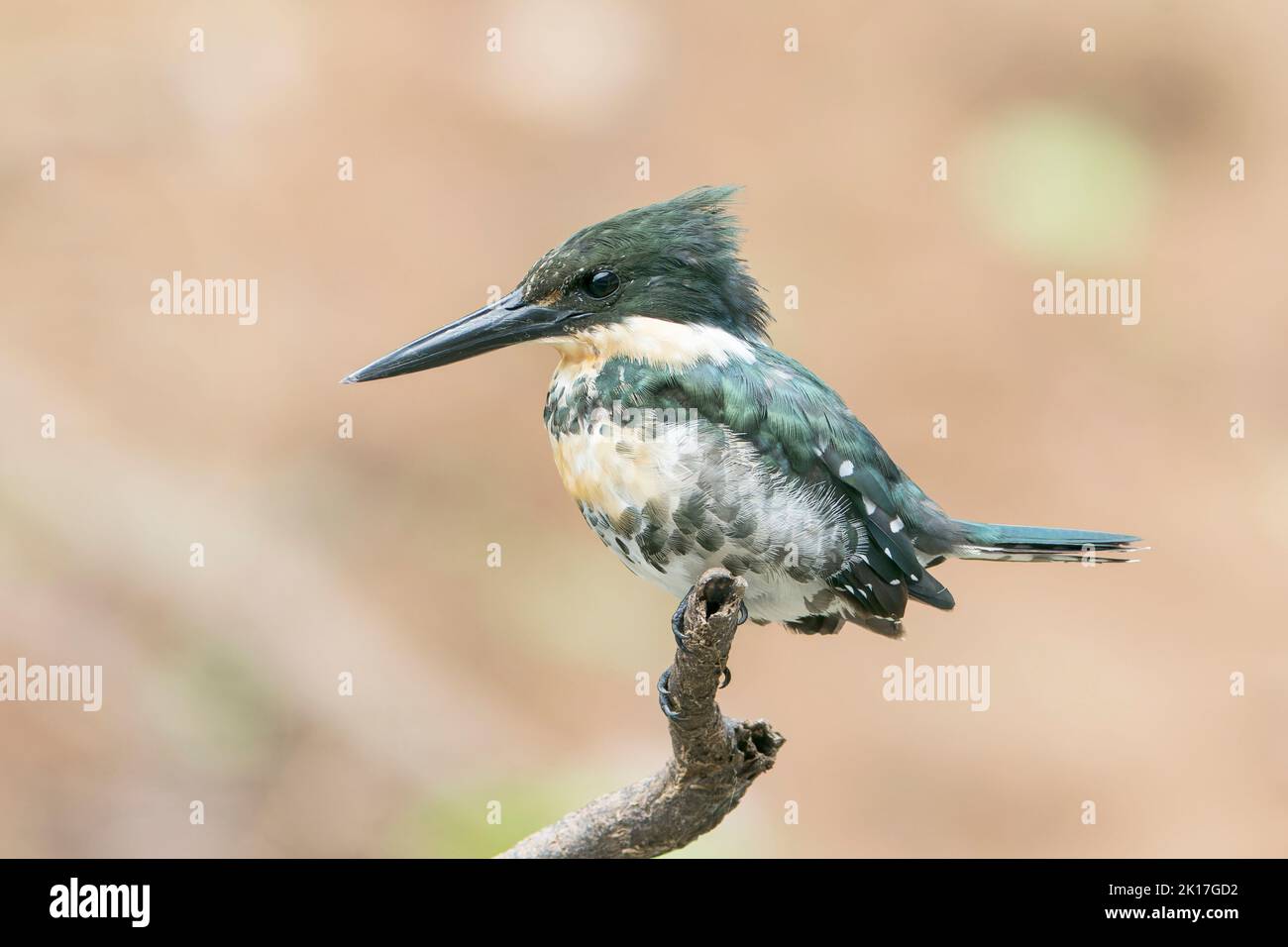 Green kingfisher, Chloroceryle americana, adulte unique perché sur la branche, Pantanal, Brésil Banque D'Images