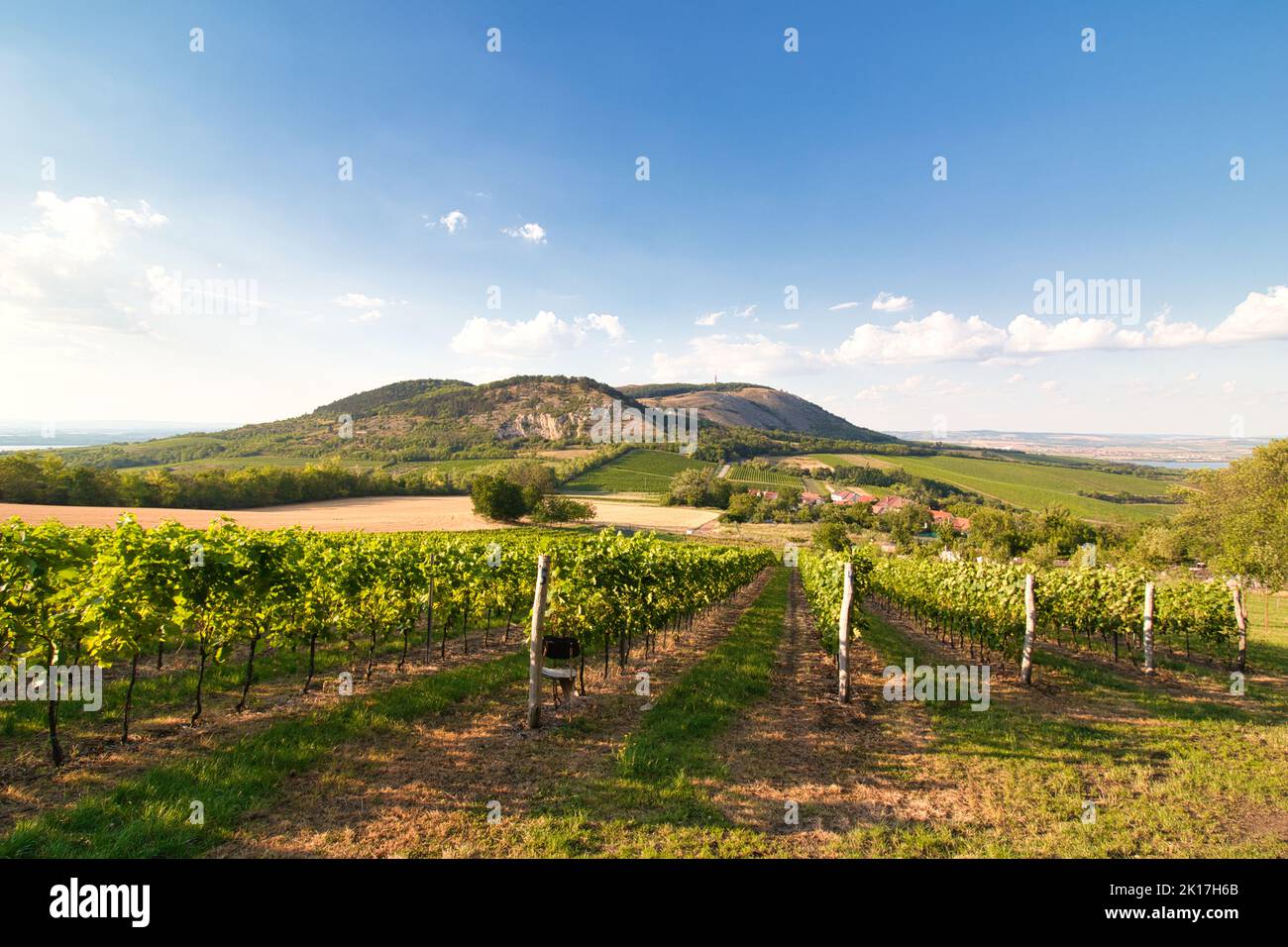 Admirez le vignoble de la région de Moravie, Pálava. République tchèque. Banque D'Images Admirez le vignoble de la région de Moravie, Pálava. République tchèque. Banque D'Images