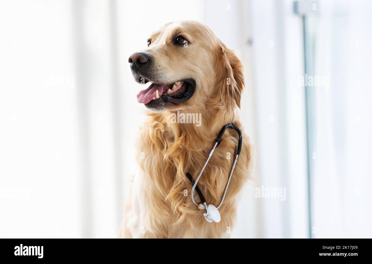 Chien Golden Retriever à l'intérieur Banque D'Images