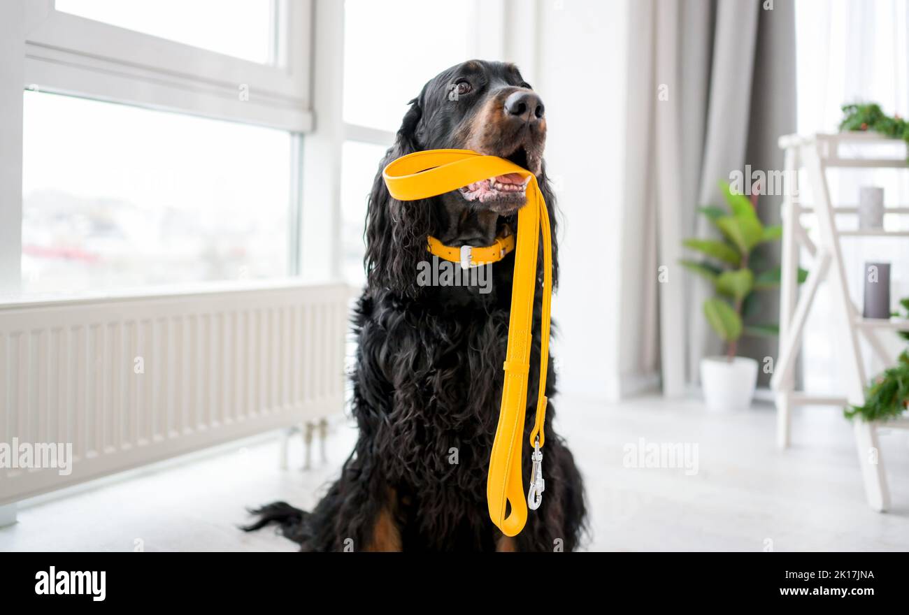 Chien de garde avec laisse Banque D'Images