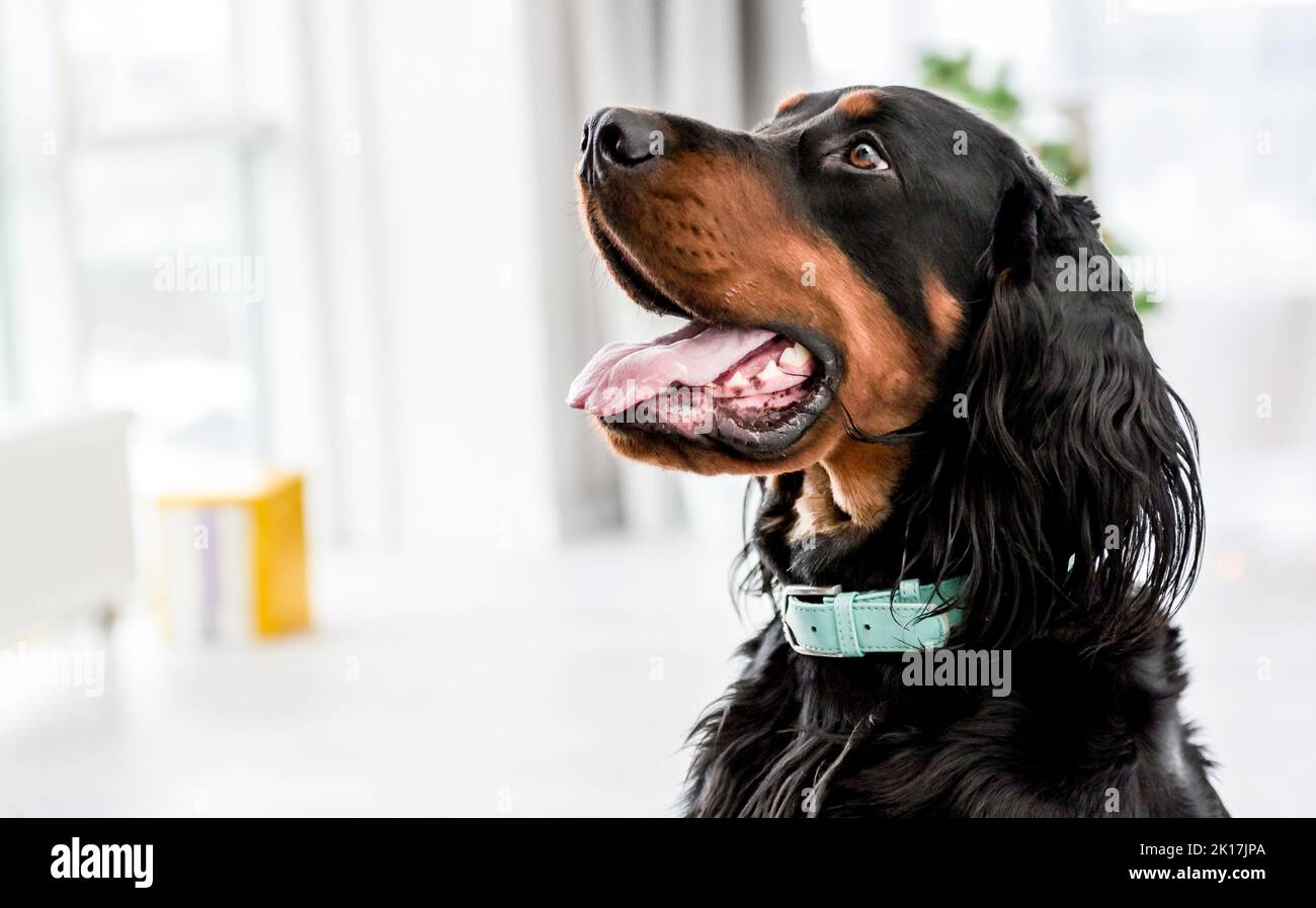Chien de garde à la maison Banque D'Images