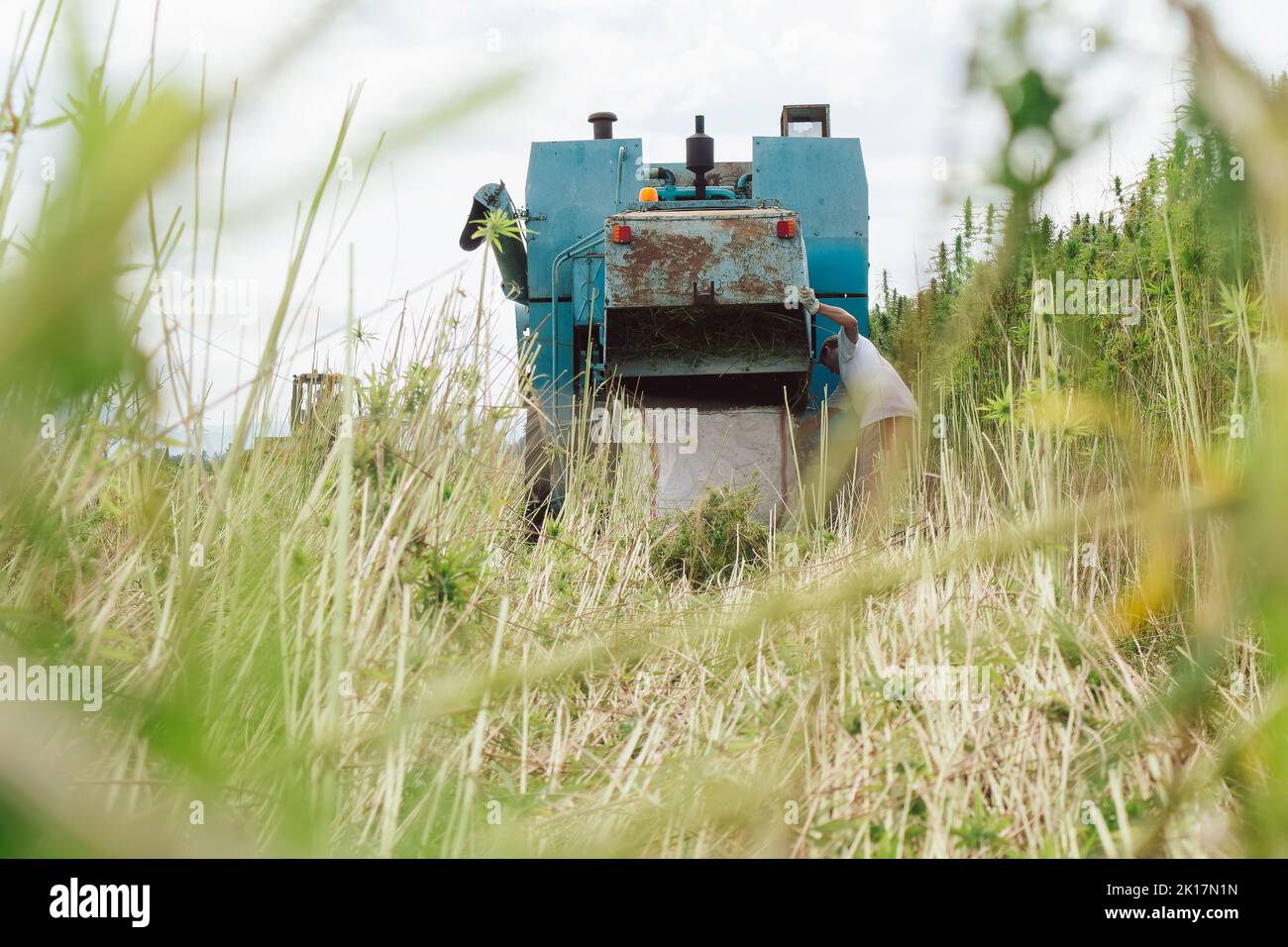 Moissonneuse-batteuse qui récolte la richesse de la plantation de chanvre industriel Banque D'Images Moissonneuse-batteuse qui récolte la richesse de la plantation de chanvre industriel Banque D'Images