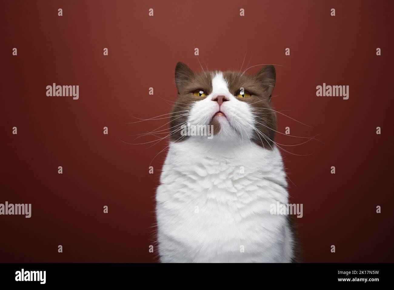 marron blanc british shorthair chat regardant vers le haut portrait sur fond rouge Banque D'Images