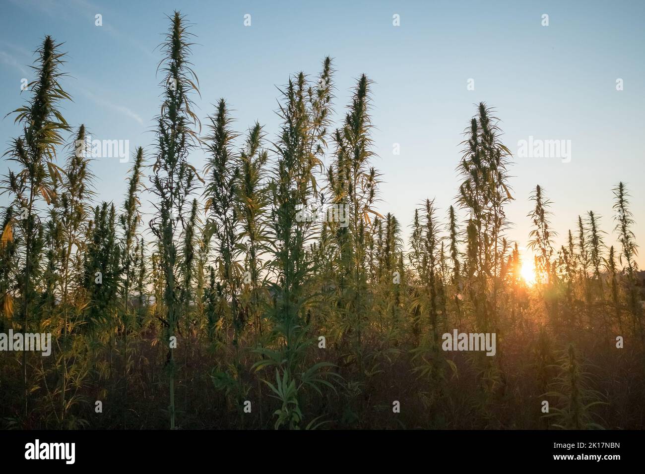 Plantes industrielles de chanvre, culture de chanvre sur la plantation pendant le coucher du soleil avec ciel clair de coucher de soleil au-dessus Banque D'Images