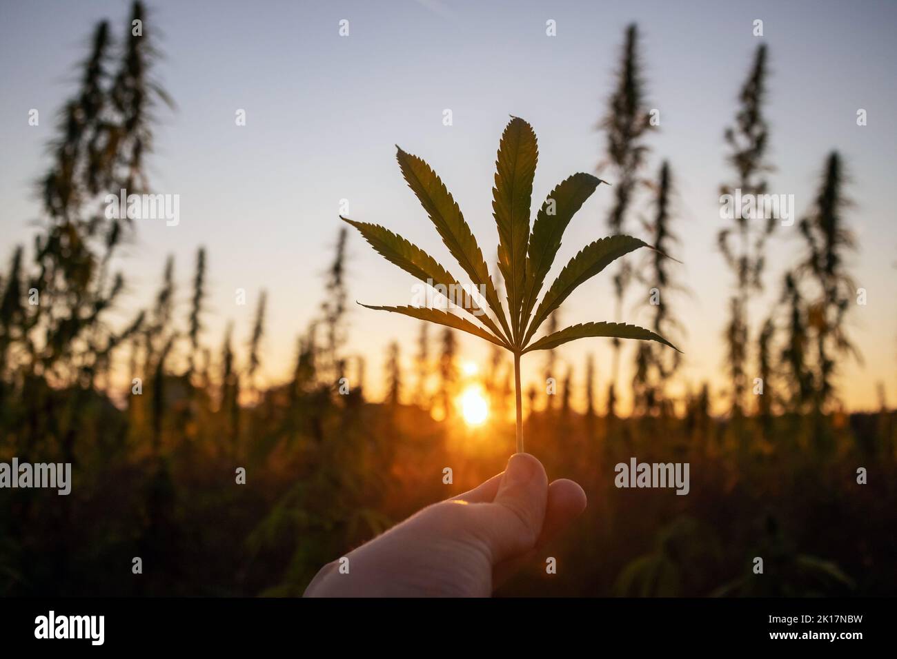 Main tenant une feuille de cannabis verte, avec le soleil couchant à travers les tiges de chanvre cultivées dans le fond Banque D'Images