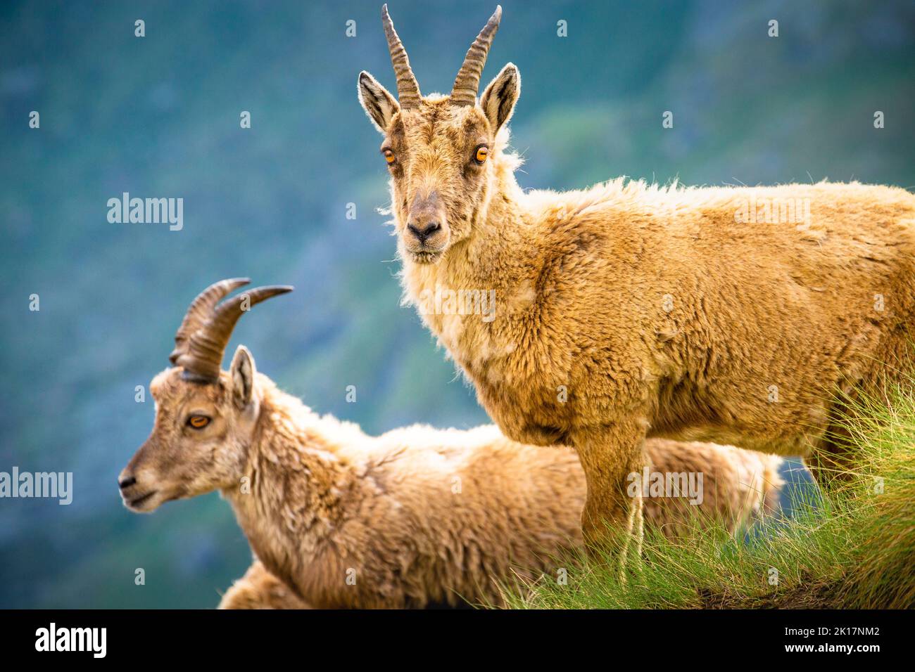 Faune sauvage et montagneuse Ibex, Alpes italiennes Gran Paradiso, Italie Banque D'Images