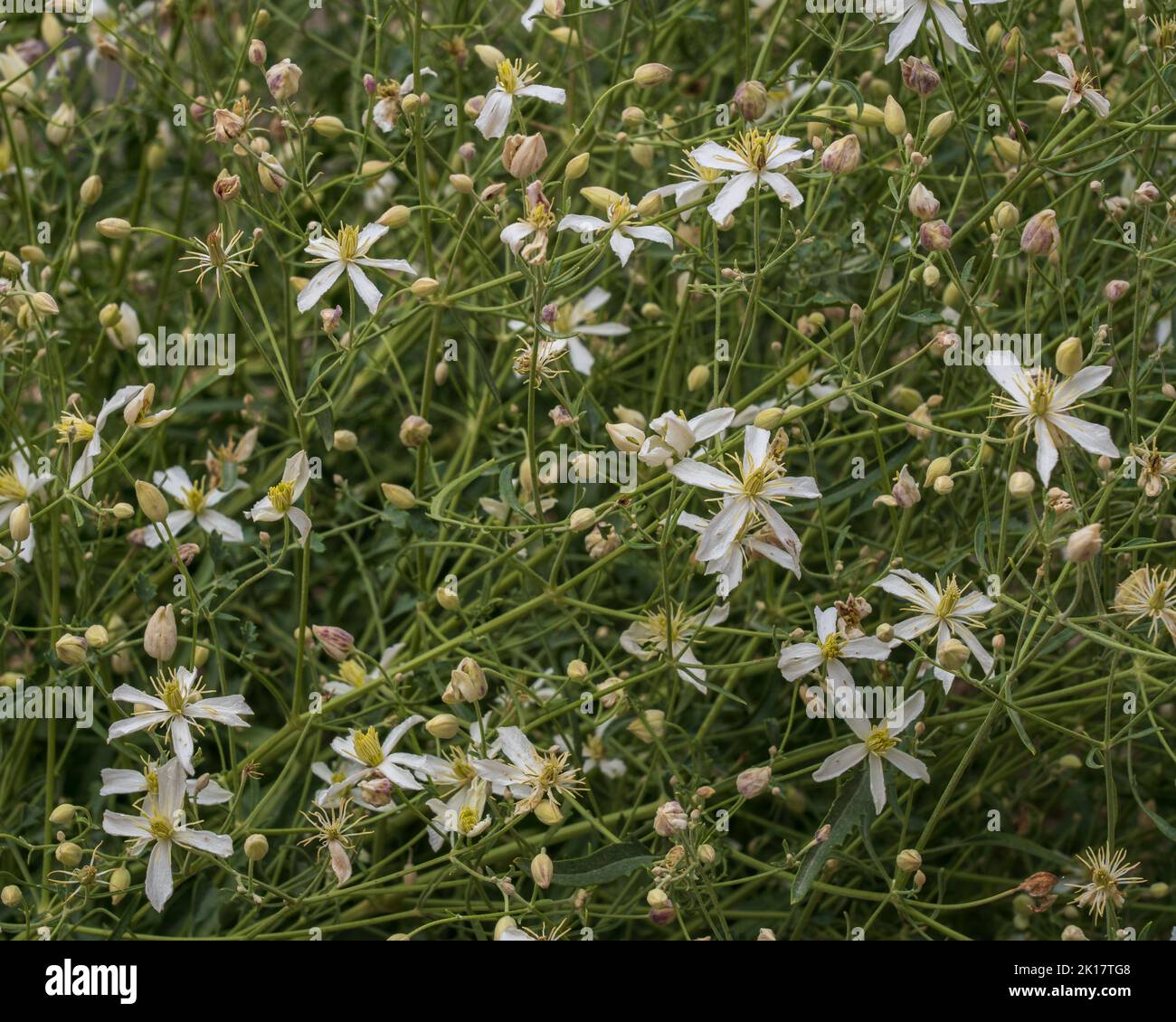 Vue rapprochée des fleurs blanches fraîches et des bourgeons de clematis flammula aka odorant de la vierge bower poussant dans la nature près d'Iskanderkul, Tadjikistan Banque D'Images