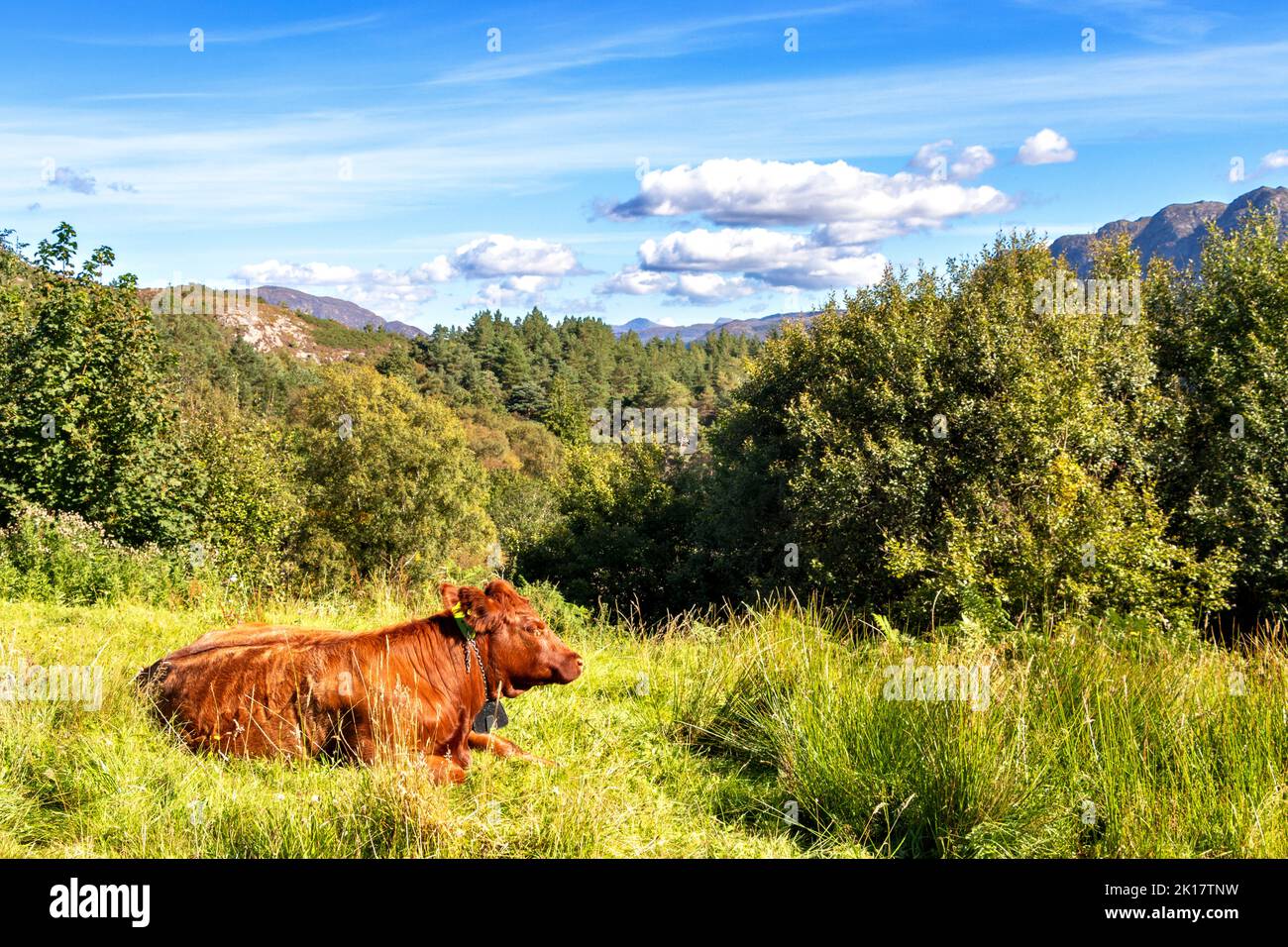 PLOCKTON WESTER ROSS ECOSSE FIN ÉTÉ UN VILLAGE LIBRE COW Banque D'Images