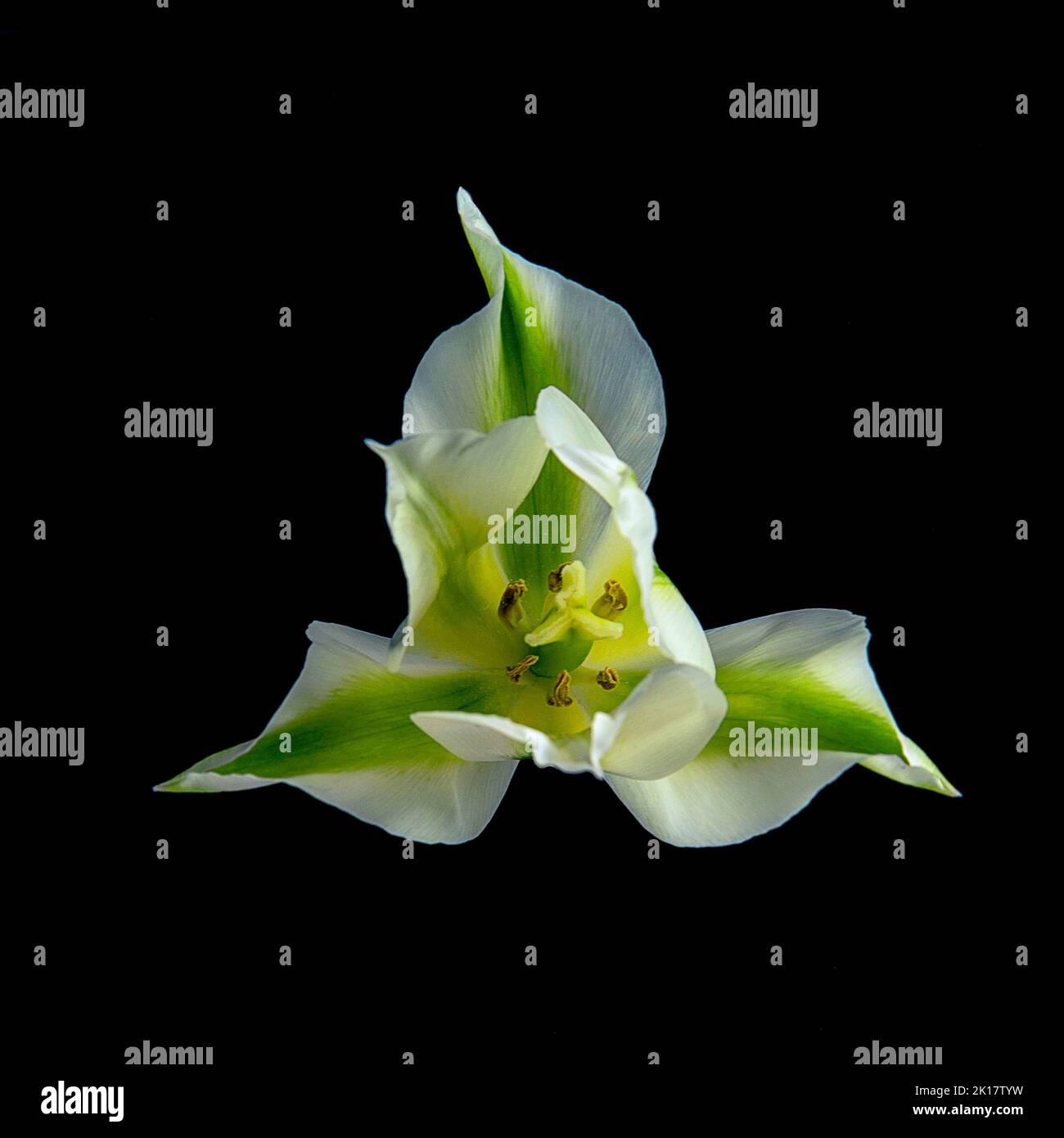 Tulipa viridiflora fleurir Banque D'Images