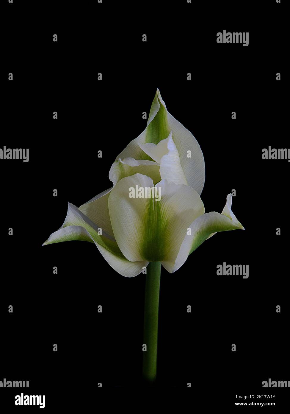 Tulipa viridiflora fleurir Banque D'Images