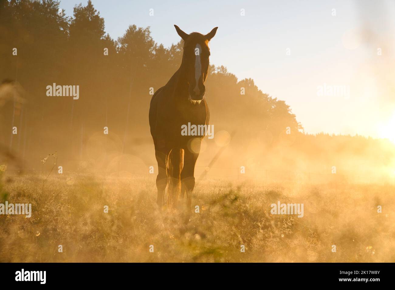 Un matin, prendre des photos hors du champ Banque D'Images