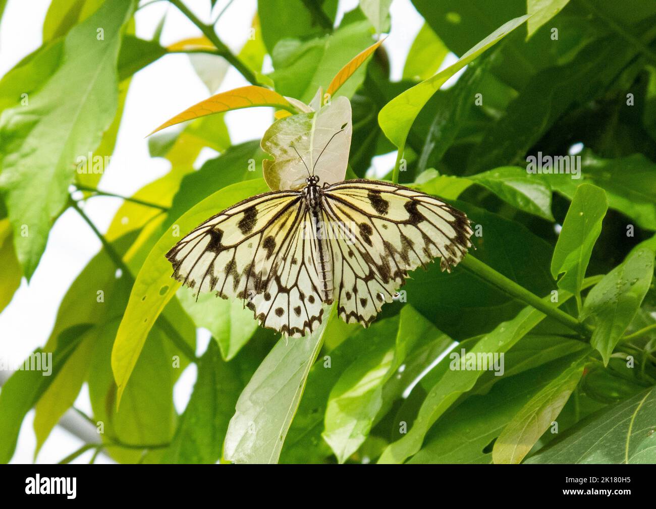 Arbre nymphe papillon sur la feuille Banque D'Images