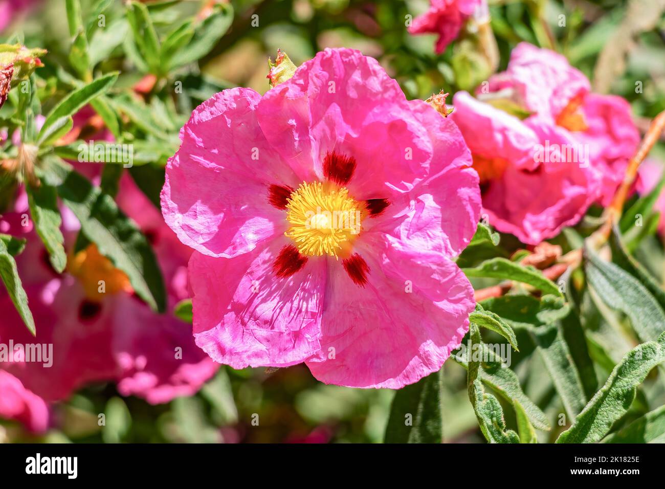 La fleur rose de Cistus ladanifère est une espèce de plante à fleurs de la famille des Cistaceae. Il est originaire de la région de la Méditerranée occidentale. Noms communs Banque D'Images
