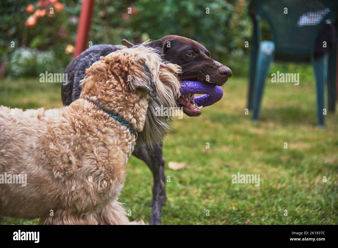Deux chiens, un pointeur court allemand et un terrier irlandais à poils doux, jouent avec un anneau sur la pelouse du jardin. Banque D'Images