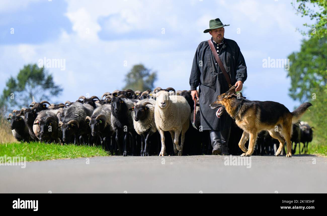 Eimke, Allemagne. 16th septembre 2022. Julian Schulz, berger, conduit le troupeau de Heidschnucken le long d'une route avec ses chiens de troupeau. Les meilleurs bergers d'Allemagne et leurs chiens de troupeau se disputent dans le Bundesleistungshüten. Un troupeau de 300 moutons est confronté à différentes tâches par les chiens et les bergers. Credit: Philipp Schulze/dpa/Alamy Live News Banque D'Images