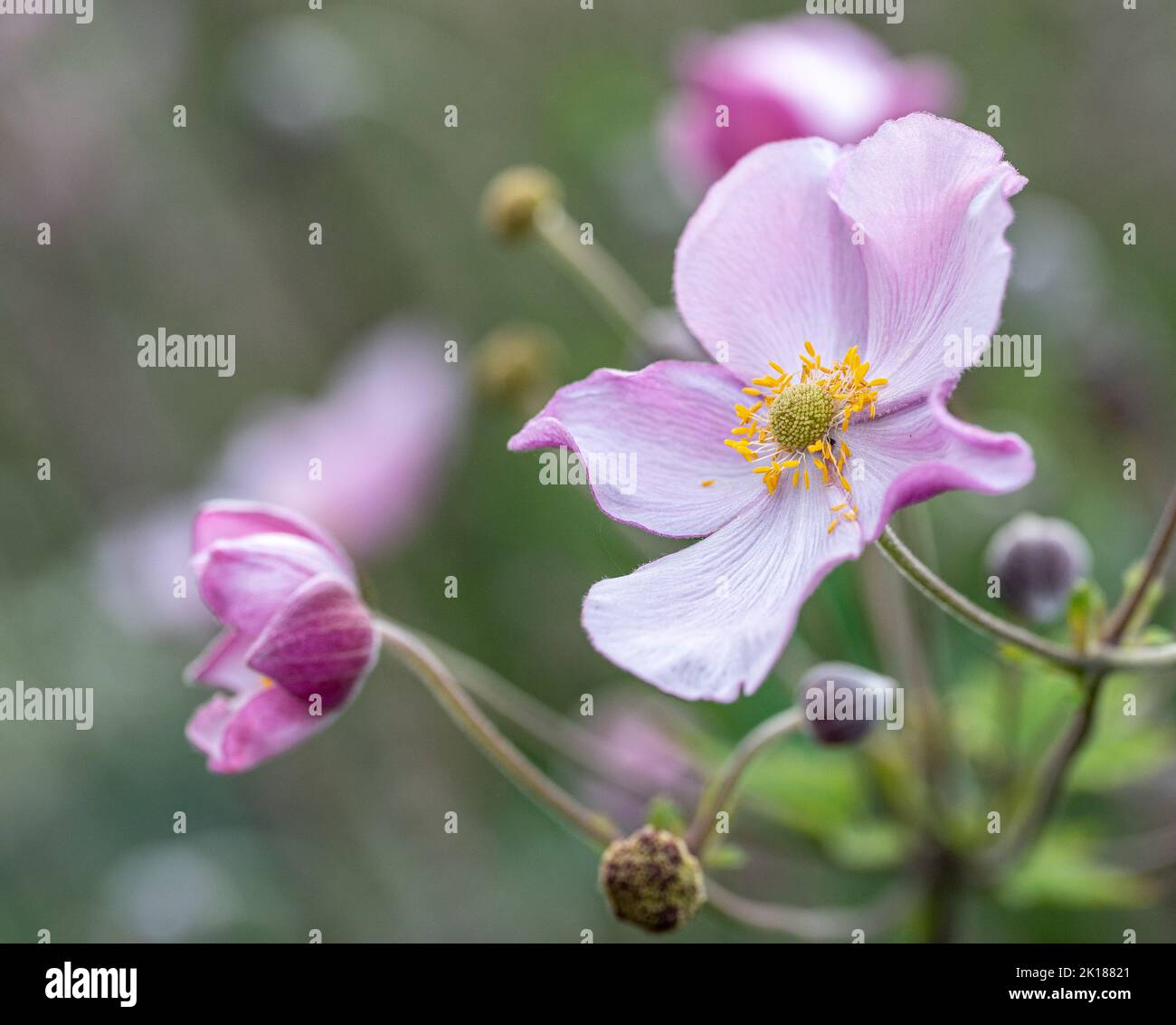 L'anemone Hupehensis grandit dans un lit de fleurs à Norrköping en août en Suède. Banque D'Images