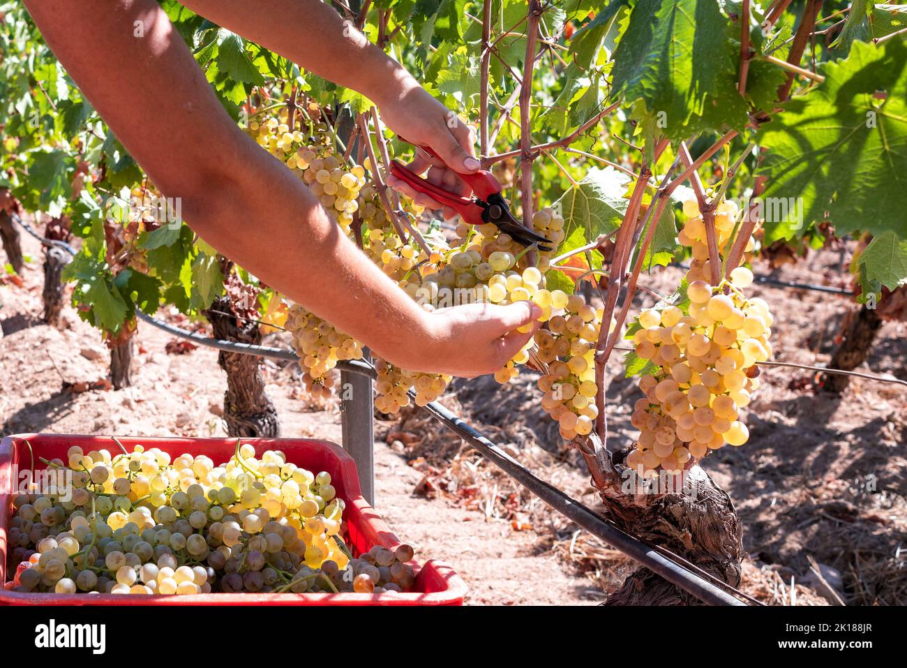 Raisins Vermentino. Agriculteur moissonnant manuellement les grappes de raisins avec des ciseaux. Agriculture traditionnelle. Sardaigne. Banque D'Images