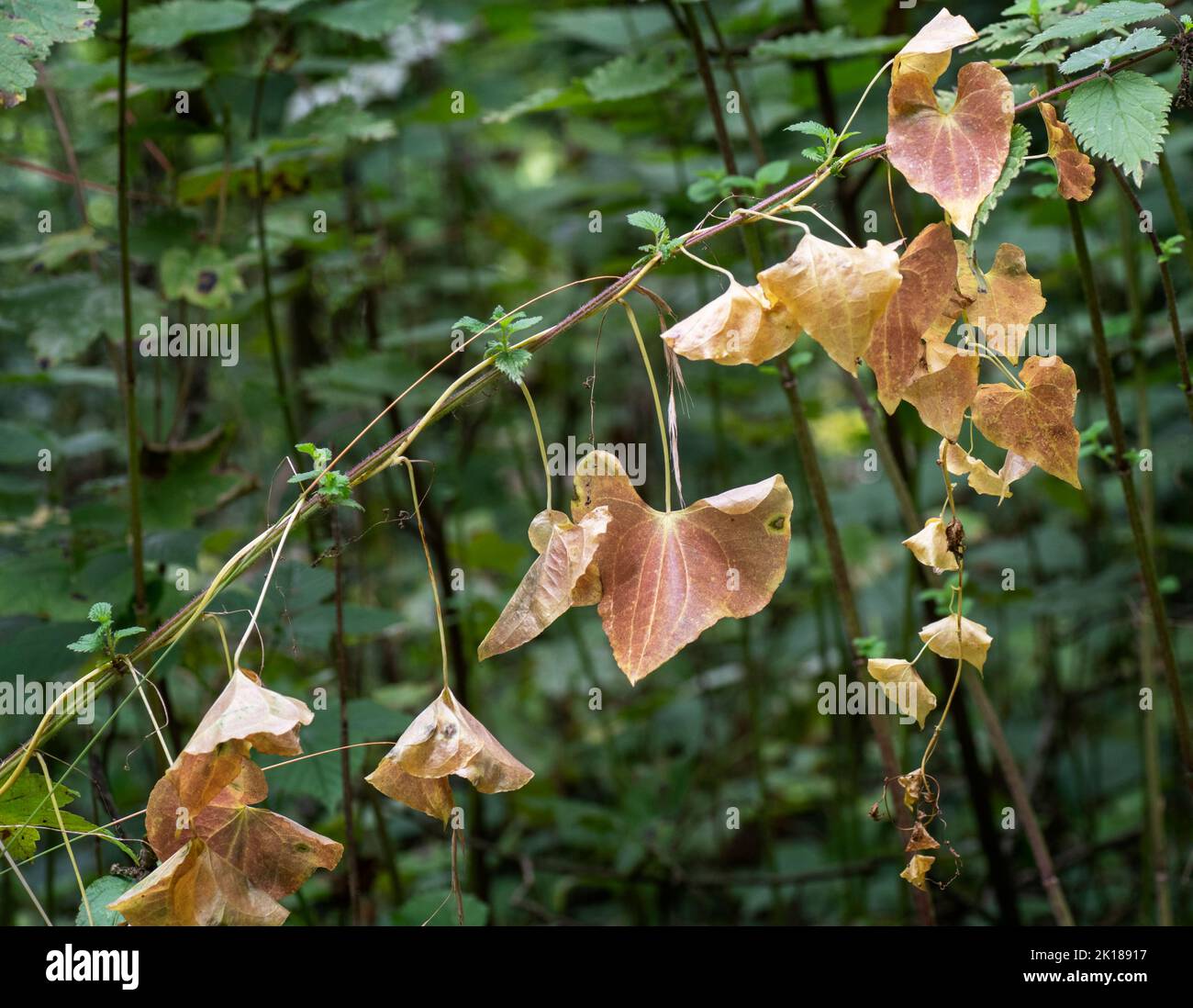 Des feuilles mourantes en chute libre à l'automne d'une plante de mauvaises herbes de liaison, également connue sous le nom de Convolvulus. L'usine d'escalade est considérée comme une nuisance par les jardiniers mais le Banque D'Images