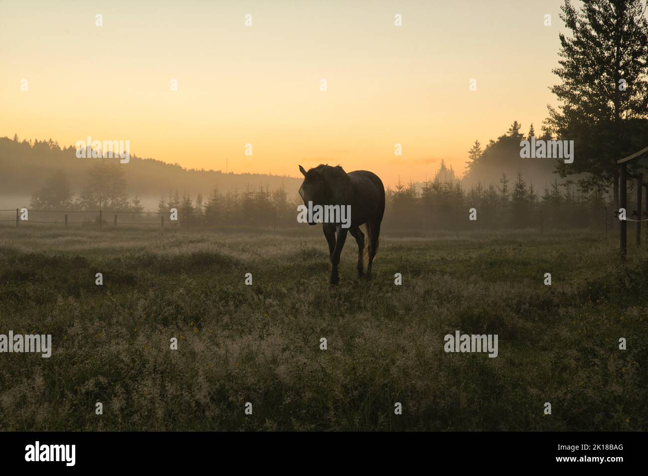 Photoshoot chevaux pendant le lever du soleil en suède été 2022 Banque D'Images