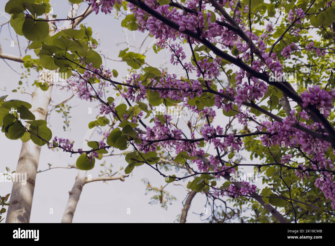 L'arbre de Judas fleurit, de belles fleurs violettes avec des feuilles de vert pastel dans le jardin par une journée ensoleillée. Banque D'Images