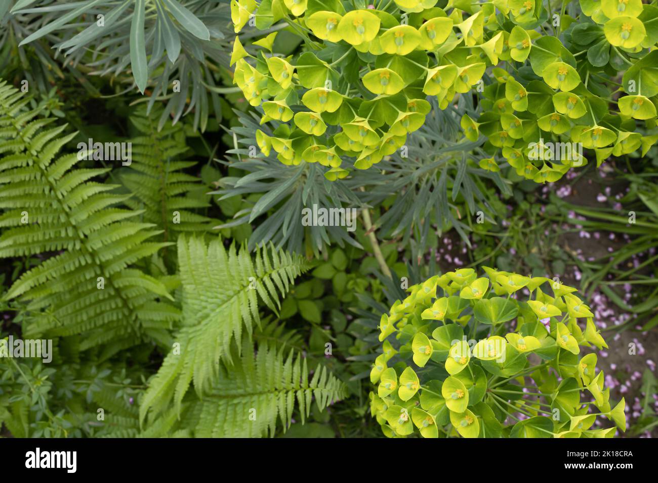 Magnifique fond de différentes plantes vertes. Euphorbia lathyris, Cerci siliquastrum et autres plantes de la nature. Banque D'Images