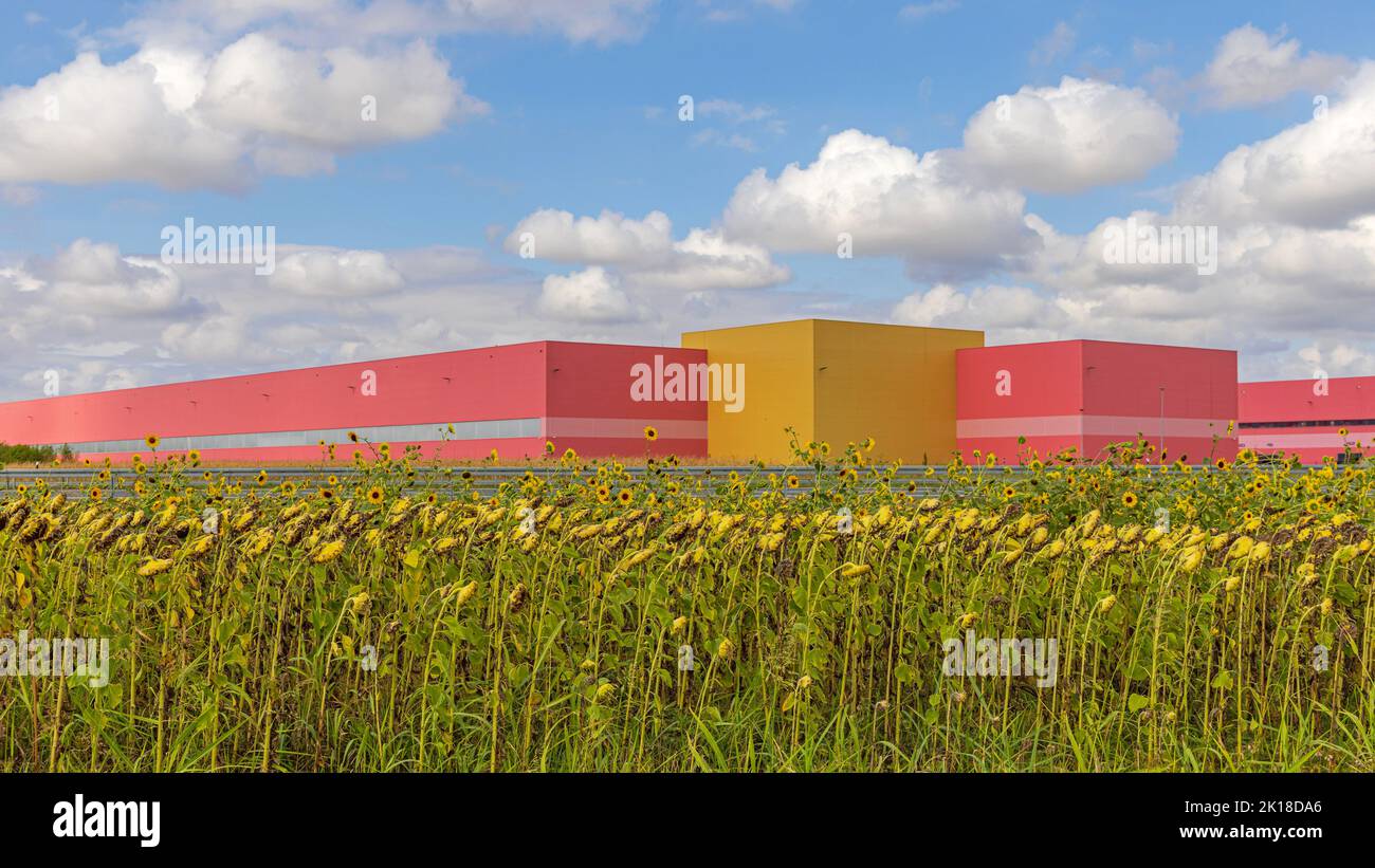 Bâtiments d'entrepôt rose au-dessus des nuages de ciel de Sunflowers Field Banque D'Images