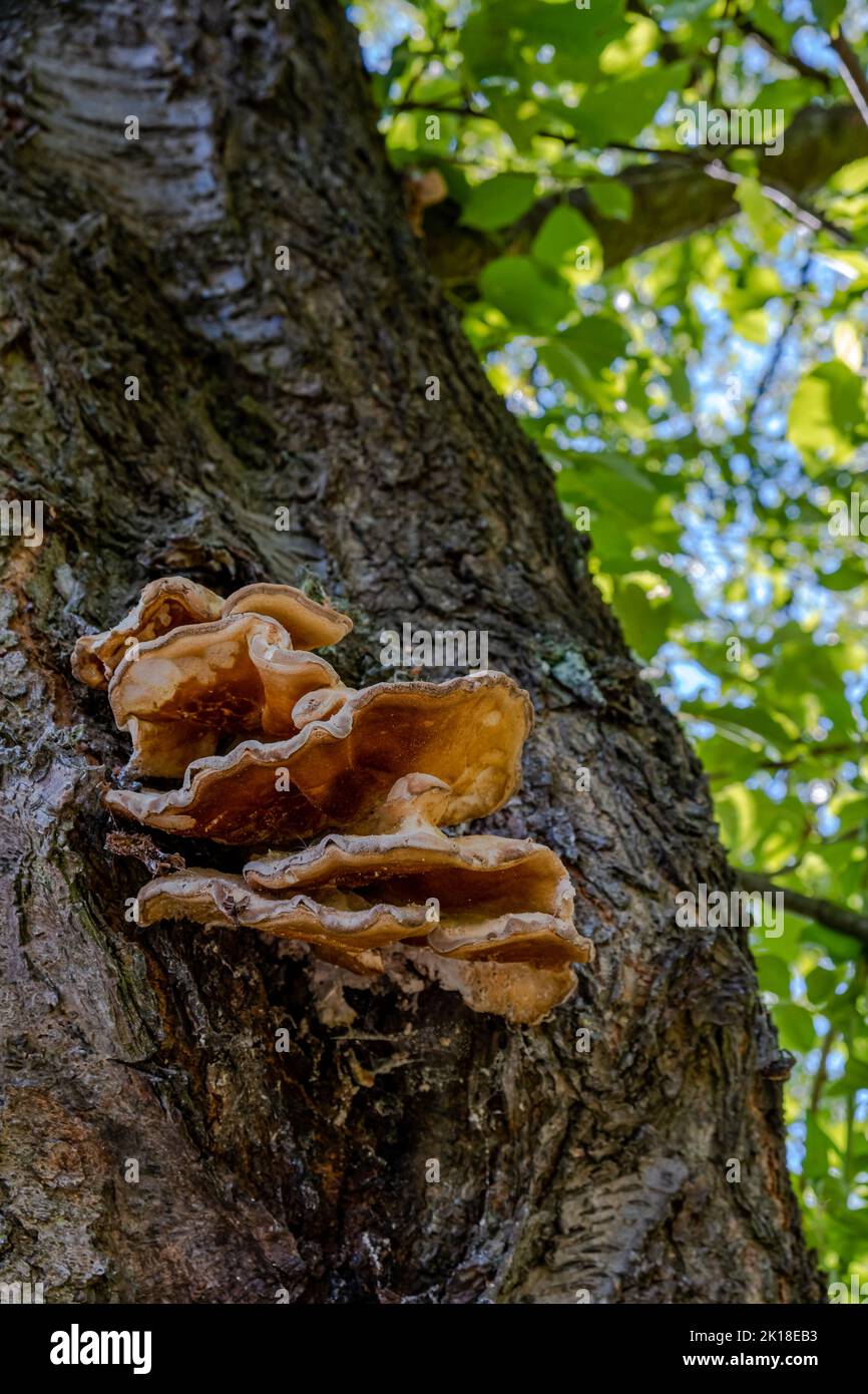 gros plan d'un champignon d'arbre brun sur un tronc d'arbre Photo Stock — free download