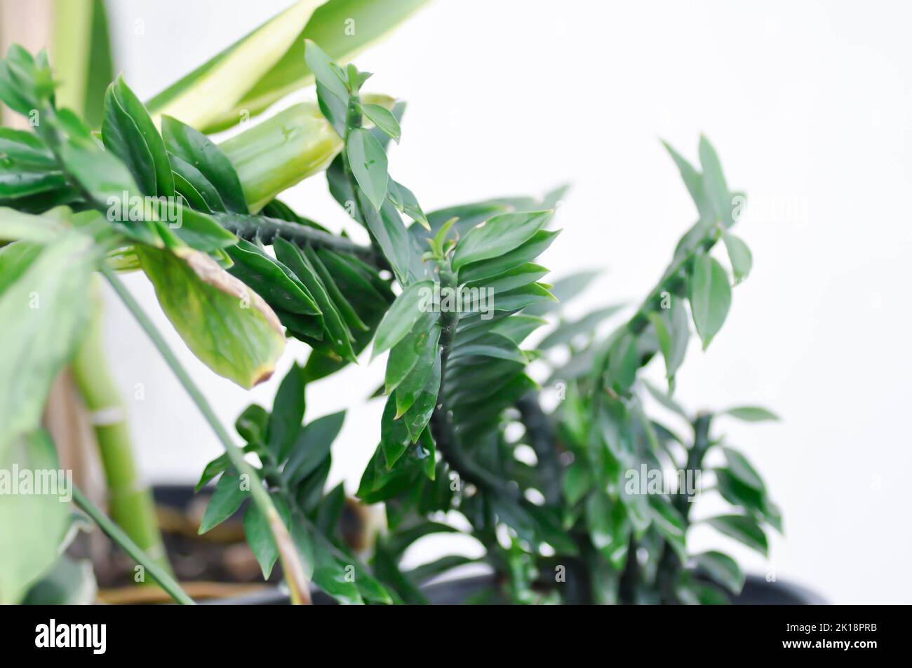 Euphorbia tithymaloides, euphorbiaceae ou Homalocladium platycladum ou Muchlenbeckia platyclada Meissn ou Muehlenbeckia platyclada ou POLYGONACEAE ou Banque D'Images