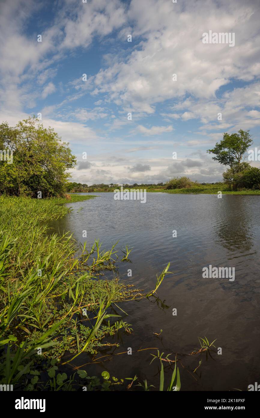 Le fleuve Paraguay près de Baiazinha Lodge situé dans le nord du Pantanal, État de Mato Grosso, Brésil. Banque D'Images