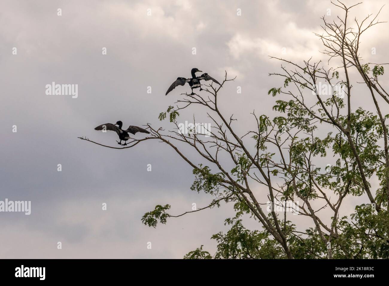 Les cormorans néotropes (Phalacrocorax brasilianus) séchant leurs ailes dans un arbre de la rivière Paraguay près de Baiazinha Lodge situé dans le Pant du Nord Banque D'Images