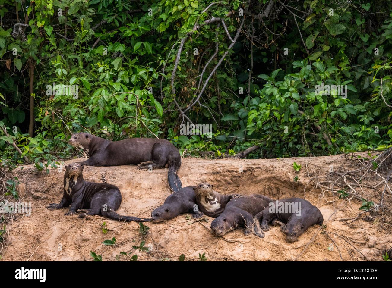 Loutres de rivière géantes (Pteronura brasiliensis) sur la rive du fleuve Paraguay près de Baiazinha Lodge situé dans le Pantanal Nord, État de Mat Banque D'Images