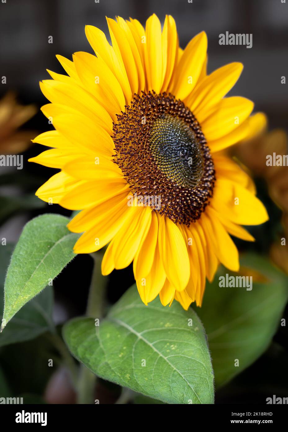 Magnifique tournesol en gros plan avec une faible profondeur de champ. Banque D'Images