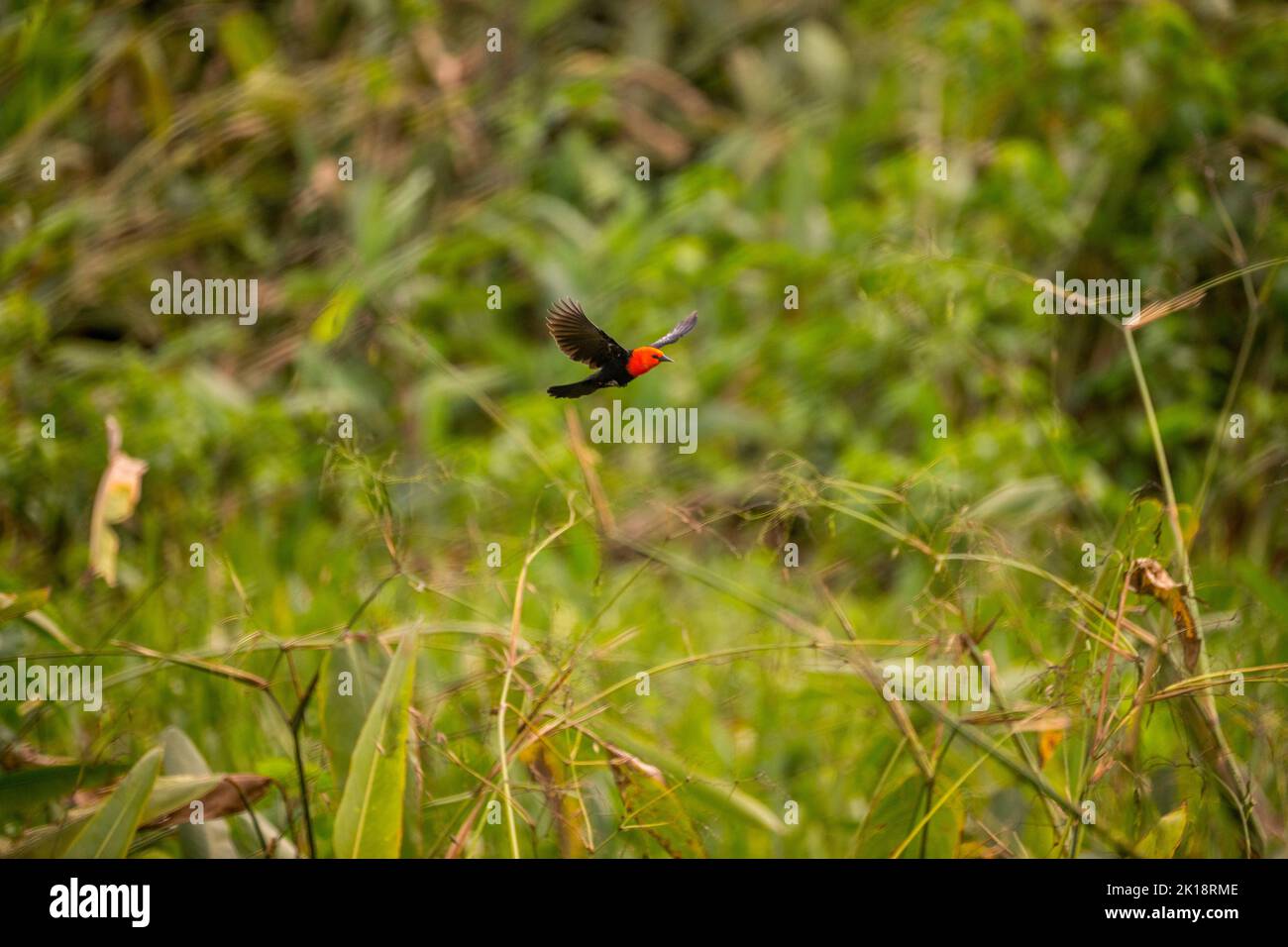 Un oiseau-noir à tête écarlate (Amblyramphus holosericeus) dans une zone humide près de la Loge Piuval dans le Pantanal Nord, État de Mato Grosso, Brésil. Banque D'Images