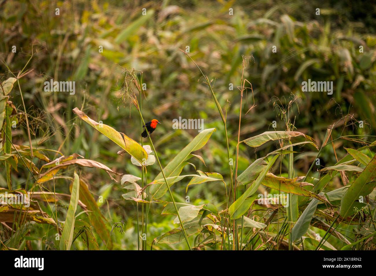 Un oiseau-noir à tête écarlate (Amblyramphus holosericeus) dans une zone humide près de la Loge Piuval dans le Pantanal Nord, État de Mato Grosso, Brésil. Banque D'Images