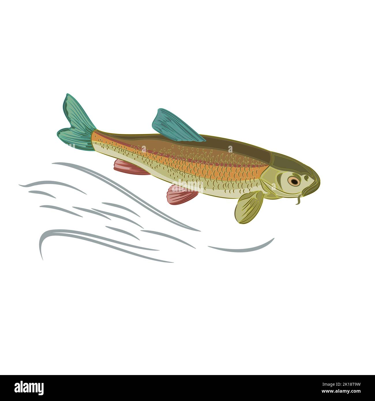 Illustration de vecteur de poisson japonais domestiqué multicolore carpe koï Illustration de Vecteur